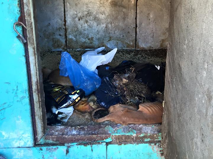 «В бородянському притулку тварини помирають від голоду» – активісти