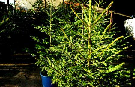 На Закарпатті люди братимуть новорічні ялинки напрокат