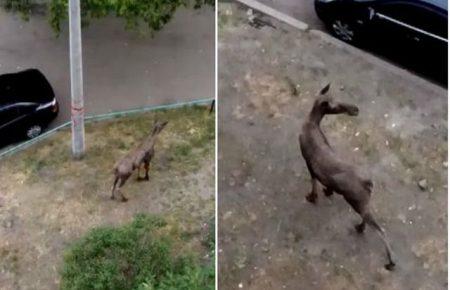 Київським рятувальникам забракло засобів для порятунку лося, — волонтер