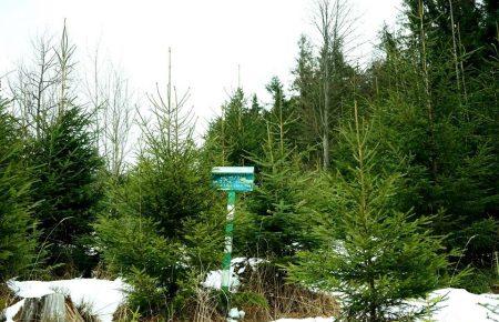 Для чого на Житомирщині провели флешмоб «Ялинка challenge»? (ВІДЕО)