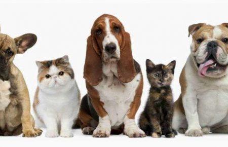 Кияни зможуть безкоштовно вакцинувати тварин проти сказу