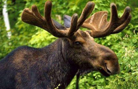 Контрабандисти на Волині імітують сліди лося (ВІДЕО)