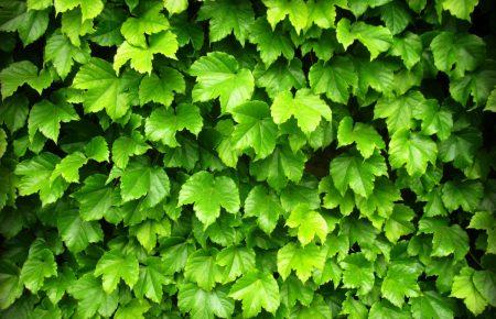 Майже кожен другий українець підтримує запровадження екологічних штрафів — дослідження