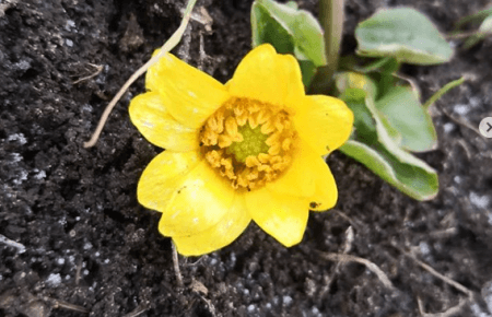 У Старобільську на Луганщині розквітла весняна калюжниця