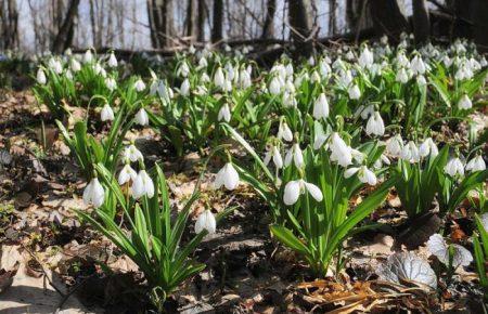 В окупованому Севастополі почали продавати червонокнижні підсніжники