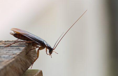 Зоопарк в США пропонує назвати таргана іменем колишнього та згодувати тваринам