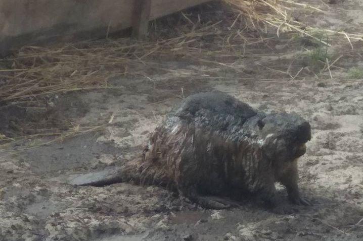 В Голосеевском парке подожгли сухостой, сгорел бобр