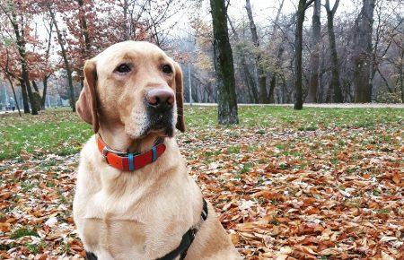 Mindfulness від Лео: як жити в радість, спостерігаючи за собачими звичками