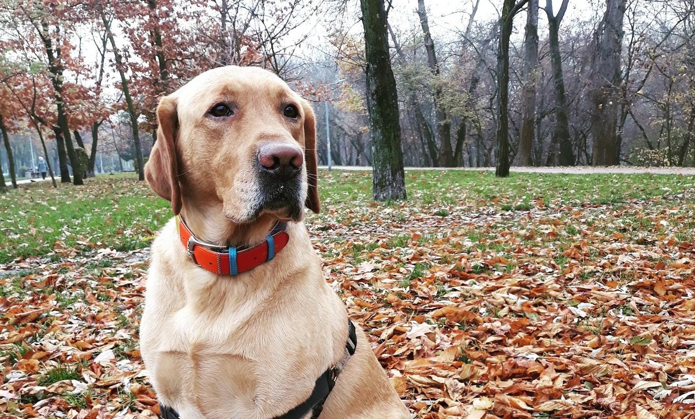 Mindfulness від Лео: як жити в радість, спостерігаючи за собачими звичками