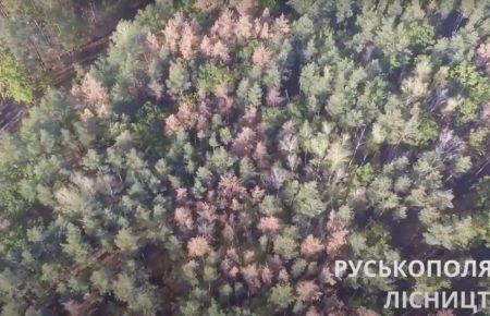 На Черкасчине в этом году высохло 25 тысяч гектаров леса (видео)
