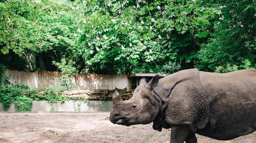 Велика Британія випустить на волю самку чорного носорога
