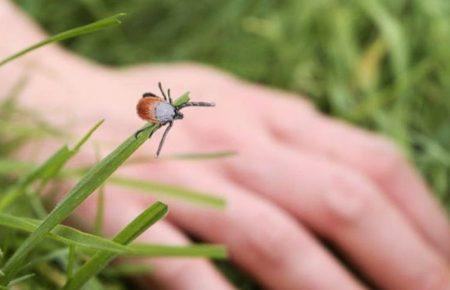 Із м'якими зимами проблема кліщів стає серйозною — Євгенія Яніш