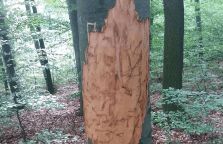 На Буковині у лісі поблизу села виявили сліди ведмедя