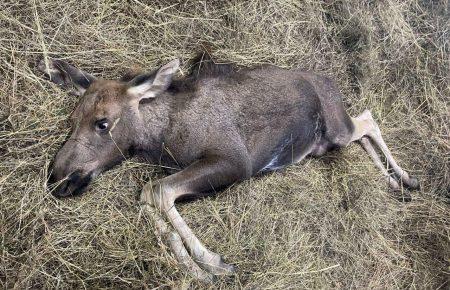 На Волині врятували лосеня, яке наткнулося на огорожу: тварині провели операцію на місці та назвали на честь поліцейської (фото)