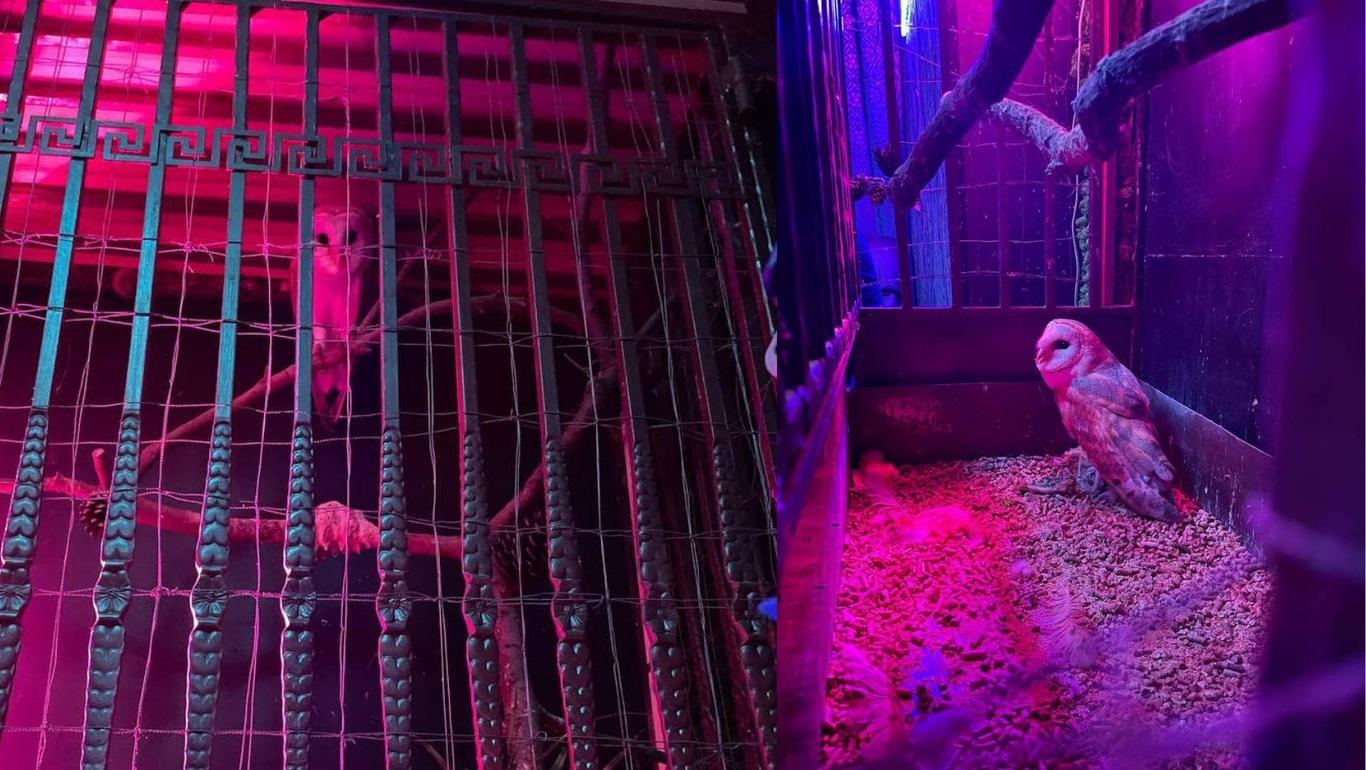 UAnimals спасли краснокнижную сову, которую использовали в качестве декора в киевском баре