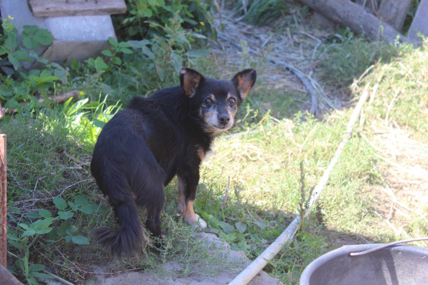 Виходив на останню сходинку підвалу та нюхав повітря: пес з Гранітного попереджав родину про обстріли