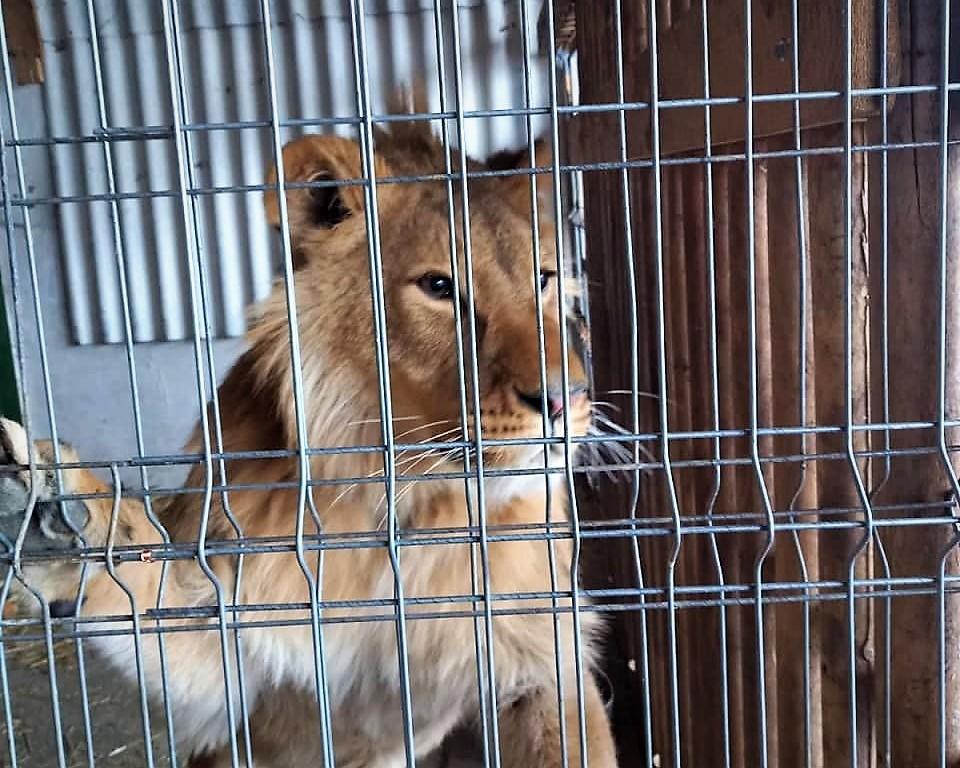 Лева, якого утримували у неволі на Прикарпатті, перевезуть до притулку, а згодом — до Африки