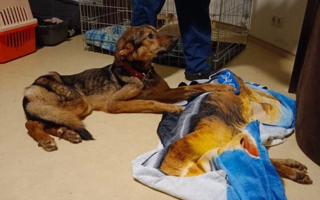 За майже місяць російської окупації у притулку Бородянки загинули понад 300 собак