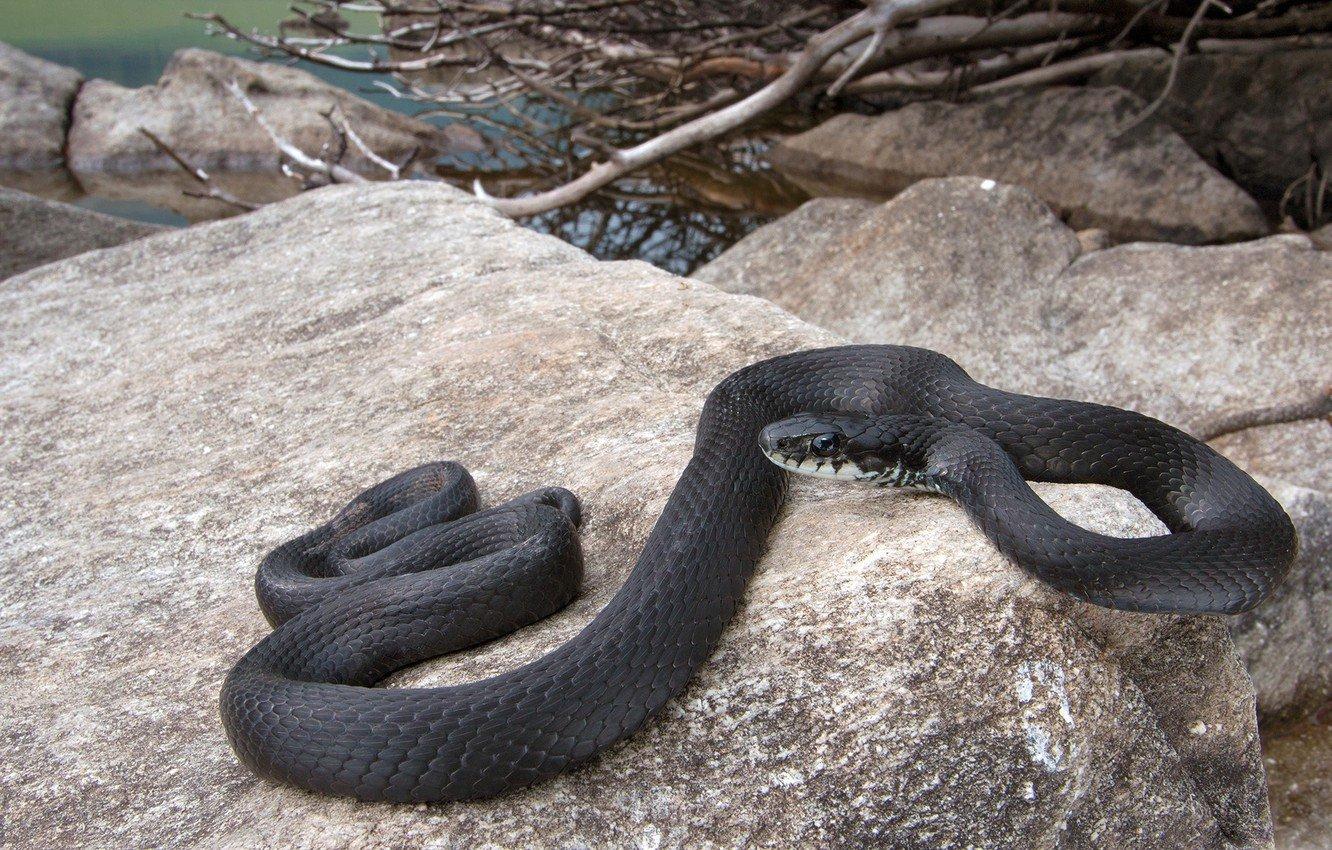 Що робити у випадку укусу змії під час війни?