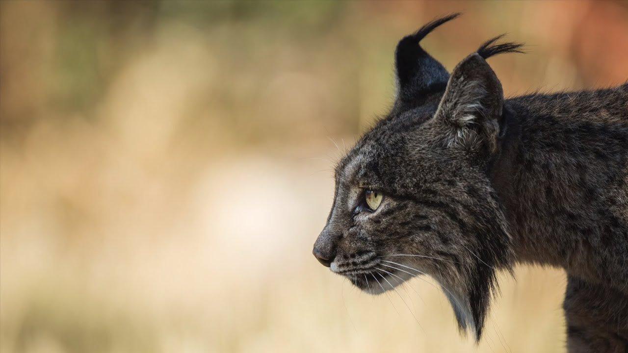 У Канаді вперше зафільмували чорну рись