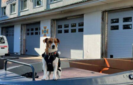 UNICEF присвоїв Патрону титул першого у світі Пса Доброї Волі