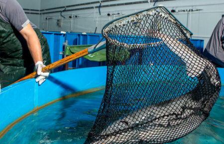 Росіяни завдали рибній галузі збитків на понад 800 мільйонів гривень — Клименок