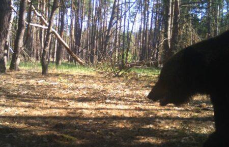 У Чорнобильській зоні знову зафіксували бурого ведмедя (ФОТО)