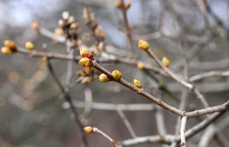 «Зараз уже такі кліматичні зміни відбулися, що іншого варіанту розвитку ситуації не могло бути» — метеоролог про аномально теплу зиму