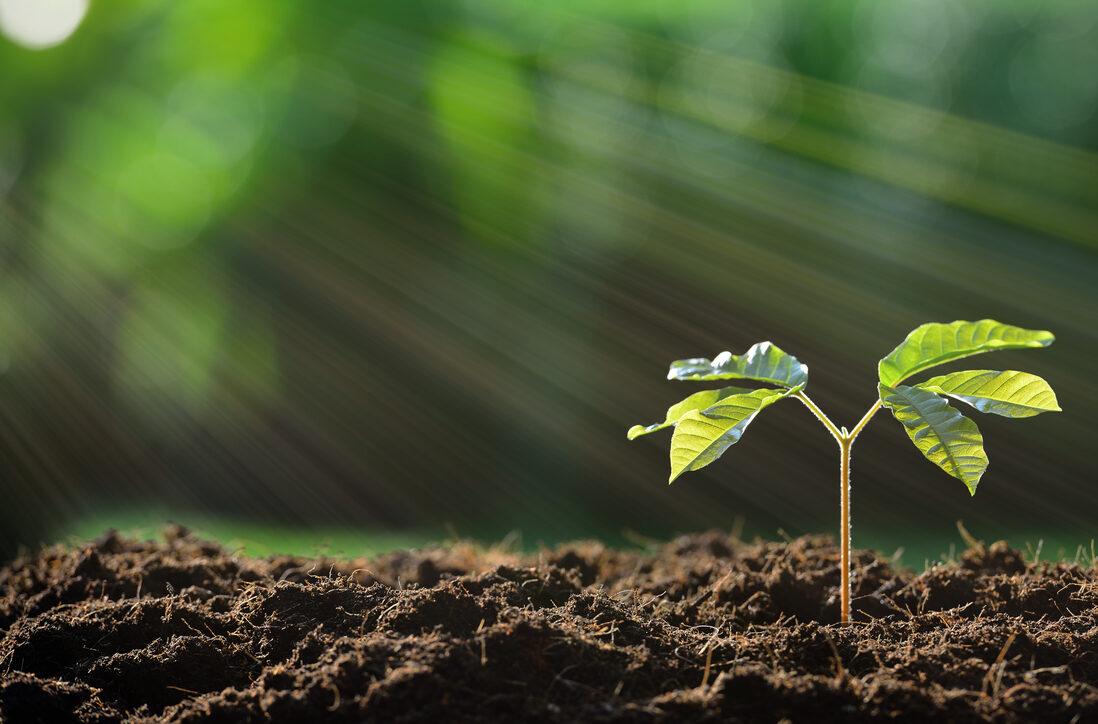 Вчені дізналися, з чого починається фотосинтез — дослідження