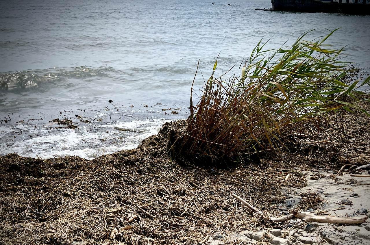 В Одесі заборонили купатися на усіх пляжах