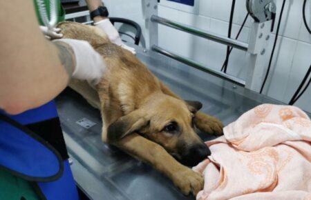 У Києві протягом доби зафіксували два випадки жорстокого поводження із тваринами (ФОТО)