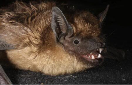 Летучие мыши первыми среди млекопитающих спарились без проникновения