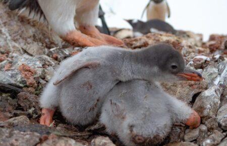 Вблизи станции «Академик Вернадский» появились первые пингвинята (ФОТО)