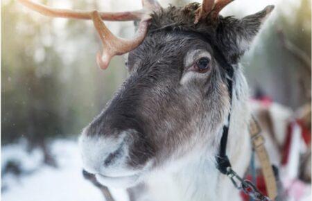 Зрение северных оленей эволюционировало, чтобы быстрее находить пищу — исследование