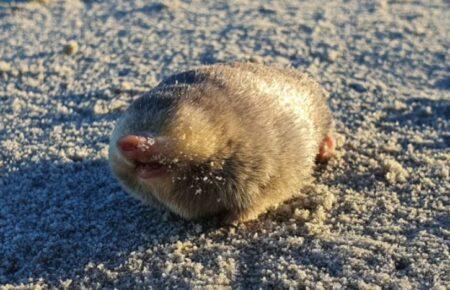 В ЮАР зоологи снова обнаружили золотого крота Де Винтона