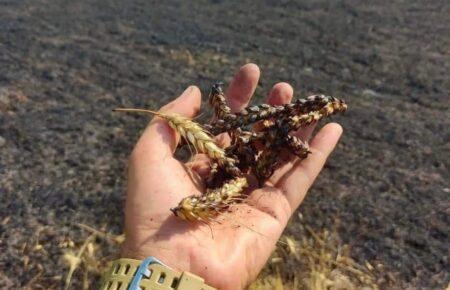 «Польщі пощастило, Голодомор обійшов їх» — Ципишев про значення хліба для України