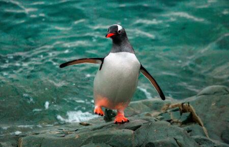 У Всесвітній день пінгвінів науковці показали, хто живе біля української станції «Академік Вернадський»