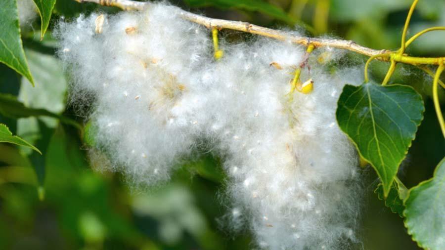 Алергія на тополиний пух — це міф — лікарка-алергологиня