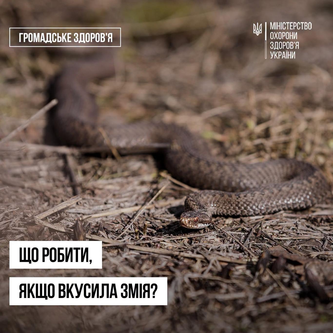 В Україні від початку весни зафіксували 30 звернень через укуси змій